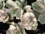 Ешеверия декора вариегата (Echeveria Decora variegata)