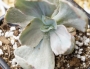 Ешеверия декора вариегата (Echeveria Decora variegata)