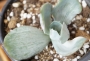Ешеверия декора вариегата (Echeveria Decora variegata)
