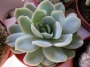 Ешеверия (Echeveria)