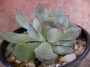 Ешеверия (Echeveria)
