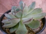 Ешеверия (Echeveria)