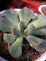 Ешеверия (Echeveria)