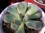 Ешеверия (Echeveria)
