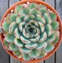 Ешеверия, малка (Echeveria pulidonis)