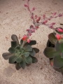 Ешеверия (Echeveria)