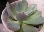 Ешеверия (Echeveria)