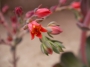 Ешеверия (Echeveria)
