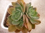 Ешеверия (Echeveria)