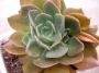 Ешеверия (Echeveria)