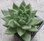 Ешеверия (Echeveria agavoides)