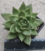 Ешеверия (Echeveria agavoides)