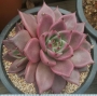 Ешеверия (Echeveria agavoides cv Red ebony)