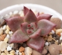 Ешеверия (Echeveria agavoides cv Red ebony)