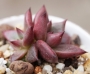 Ешеверия (Echeveria agavoides cv Red ebony)
