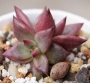 Ешеверия (Echeveria agavoides cv Red ebony)