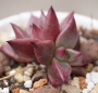 Ешеверия (Echeveria agavoides cv Red ebony)
