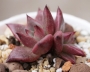 Ешеверия (Echeveria agavoides cv Red ebony)