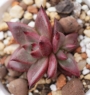 Ешеверия (Echeveria agavoides cv Red ebony)