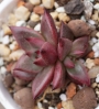 Ешеверия (Echeveria agavoides cv Red ebony)