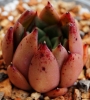 Ешеверия (Echeveria agavoides sp)