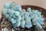 Ешеверия (Echeveria amoena Microcalyx)