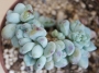 Ешеверия (Echeveria amoena Microcalyx)