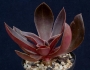 Ешеверия (Echeveria atropurpurea)
