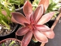 Ешеверия (Echeveria atropurpurea)