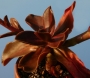 Ешеверия (Echeveria atropurpurea)