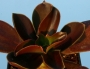 Ешеверия (Echeveria atropurpurea)