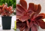 Ешеверия (Echeveria atropurpurea)