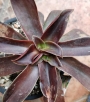 Ешеверия (Echeveria atropurpurea)