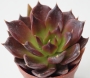 Ешеверия (Echeveria black prince)
