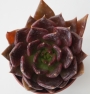 Ешеверия (Echeveria black prince)