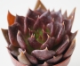 Ешеверия (Echeveria black prince)