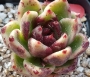Ешеверия (Echeveria Black Rose 흑장미)