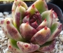 Ешеверия (Echeveria Black Rose 흑장미)