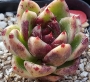 Ешеверия (Echeveria Black Rose 흑장미)