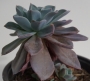 Ешеверия (Echeveria blue prince)