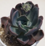 Ешеверия (Echeveria blue prince)