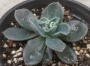 Ешеверия (Echeveria blue prince)