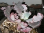 Ешеверия (Echeveria Candy Wright)