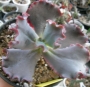 Ешеверия (Echeveria Candy Wright)