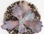 Ешеверия (Echeveria Candy Wright)