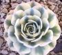 Ешеверия (Echeveria Compton Carousel)