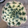 Ешеверия (Echeveria Compton Carousel)