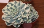 Ешеверия (Echeveria Compton Carousel)