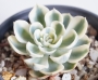 Ешеверия (Echeveria Compton Carousel)