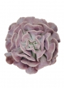Ешеверия (Echeveria cubic frost)